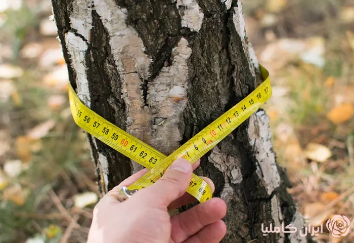 جابجایی درخت انار